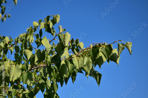 Leafs of a tree suffering from dryness.