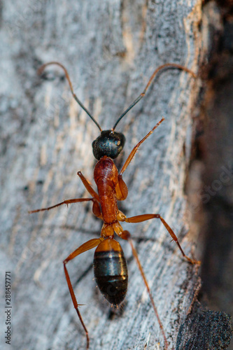 Banded Sugar Ant on a tree