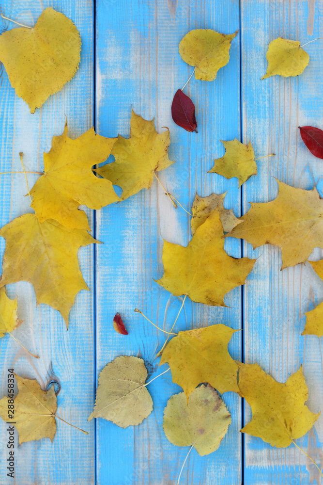Obraz premium many fallen leaves on a blue table top view. autumn abstract background