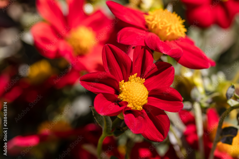 Dahlia flower called Dahlia Topmix Red, grown in a garden Dahlia flower called Dahlia Topmix Red, grown in a garden