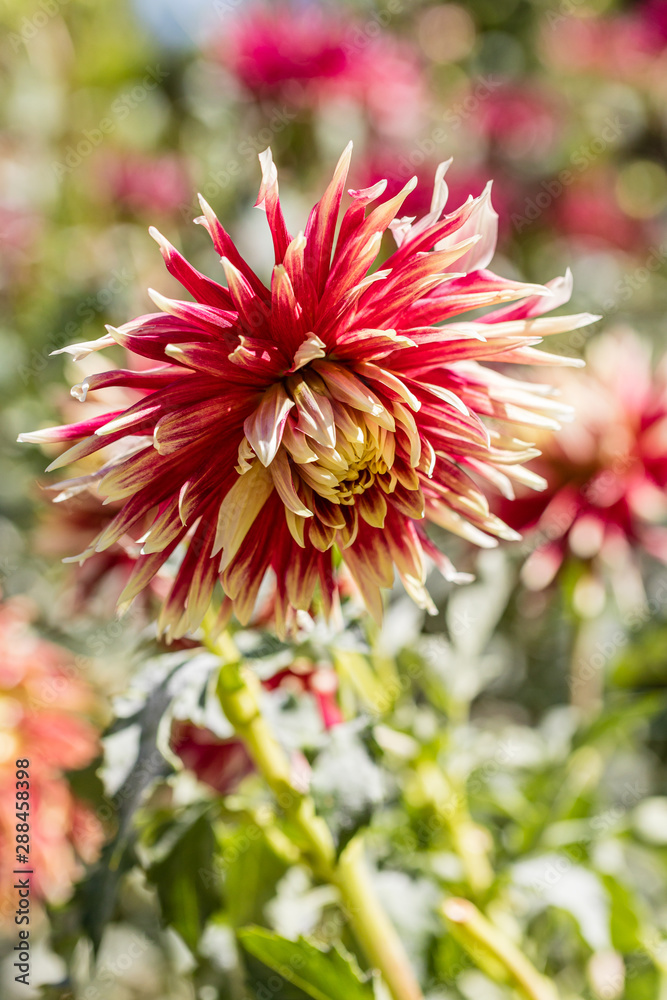 Dahlia flower called Dahlia Akita, grown in a garden Dahlia flower called Dahlia Akita, grown in a garden
