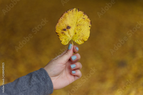 yellow autumn leaf in the female hand with grey manicure