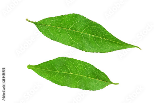 Two peach leaves isolated on white