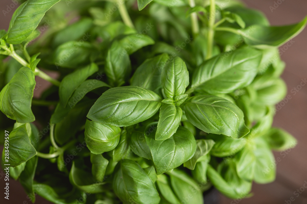 Green fresh basil on wooden background Green fresh basil on wooden background