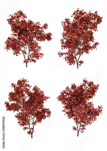 Photography Japanese maple tree fall season on a white background with clipping path