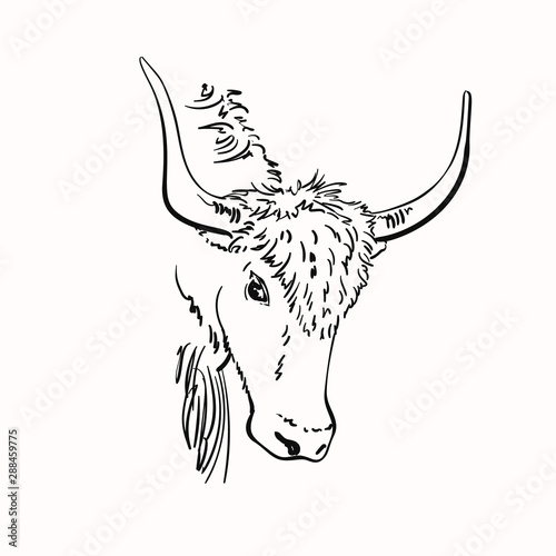 Vector sketch of yak head with big horns, Hand drawn linear illustration