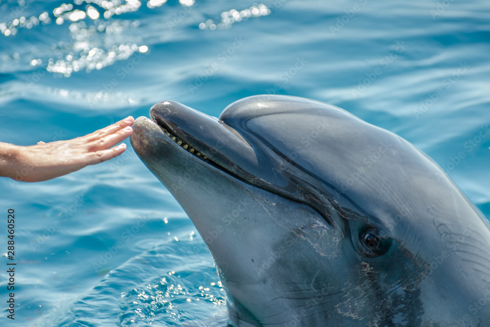 Fototapeta premium The child (girl) touch dolphin nose at the Dolphin Reef in Eilat, on the shores of the Red Sea