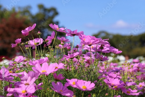 馬見丘陵公園のコスモス畑