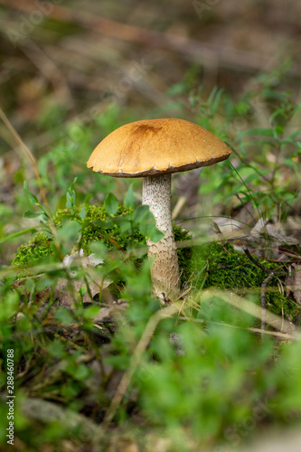 (Leccinum) High sponge Mushrooming. Mushrooms. Relax in the wood.