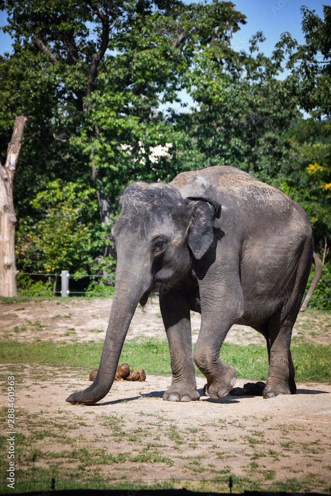 Fototapeta premium Asian elephant, or Indian elephant (Elephas maximus) the only modern species of the genus Asian elephants.