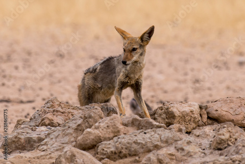 Chacal à chabraque, Canis mesomelas, Afrique