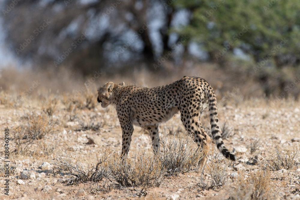 Guépard, cheetah, Acinonyx jubatus, Parc national du Kalahari, Afrique du Sud Guépard, cheetah, Acinonyx jubatus, Parc national du Kalahari, Afrique du Sud