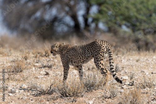Guépard, cheetah, Acinonyx jubatus, Parc national du Kalahari, Afrique du Sud © JAG IMAGES