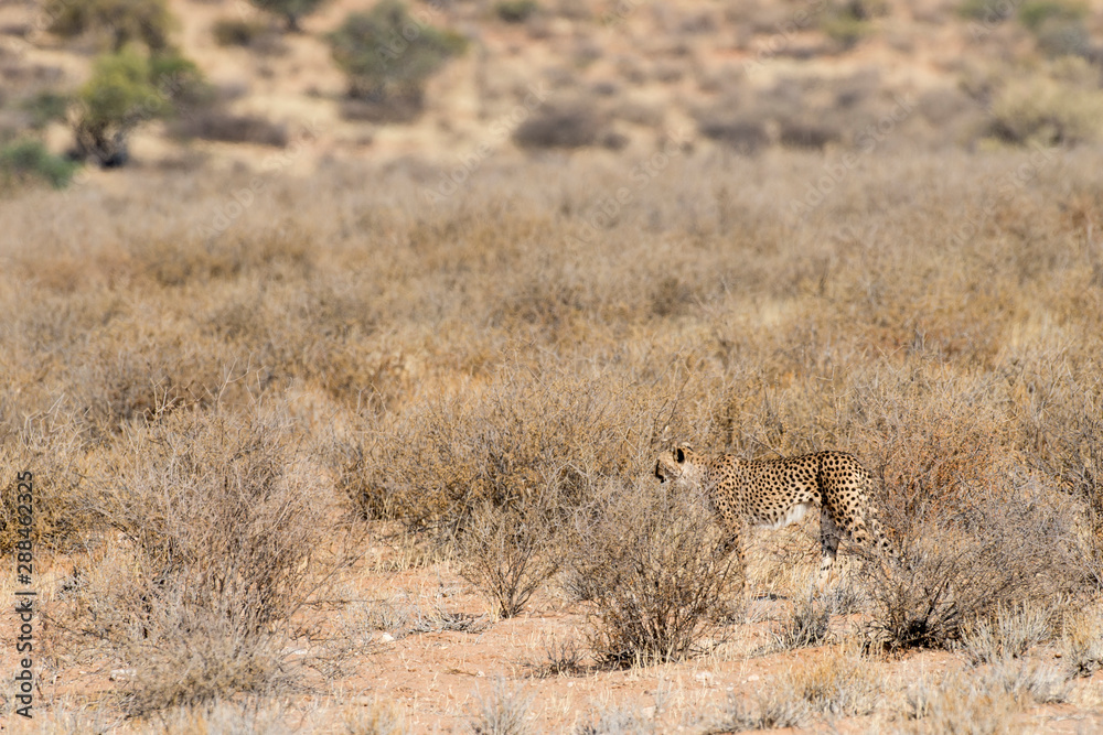Guépard, cheetah, mimétisme, Acinonyx jubatus, Parc national du Kalahari, Afrique du Sud Guépard, cheetah, mimétisme, Acinonyx jubatus, Parc national du Kalahari, Afrique du Sud