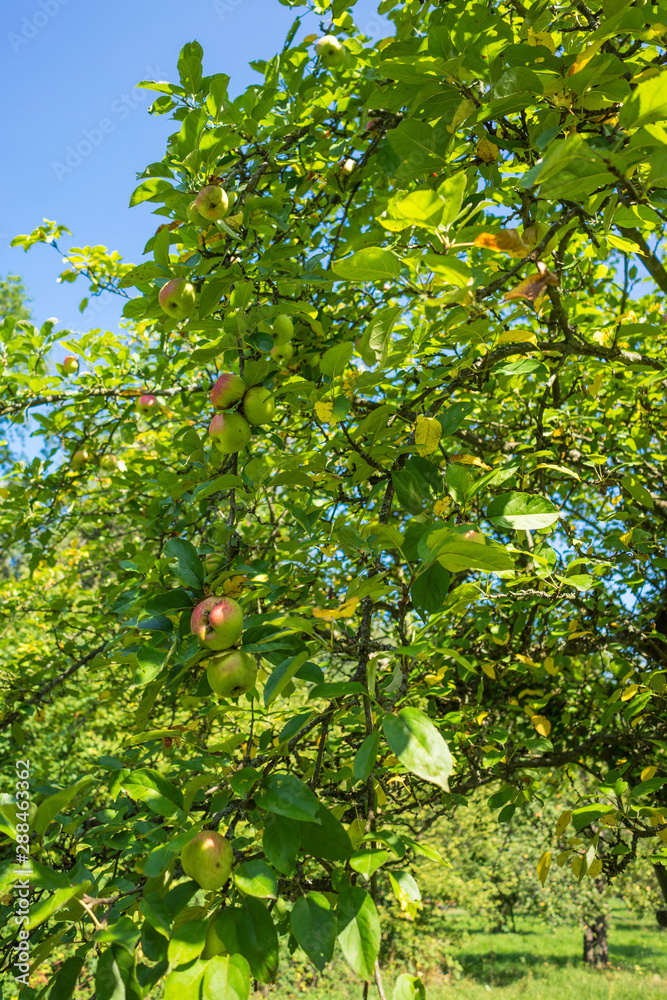 Apples on their tree before harvest, hanging on a branch. 2