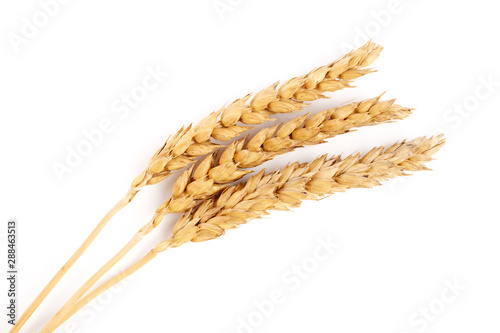 wheat isolated on white close up. Ears of wheat. Isolated bunch of golden wheat ear after the harvest.