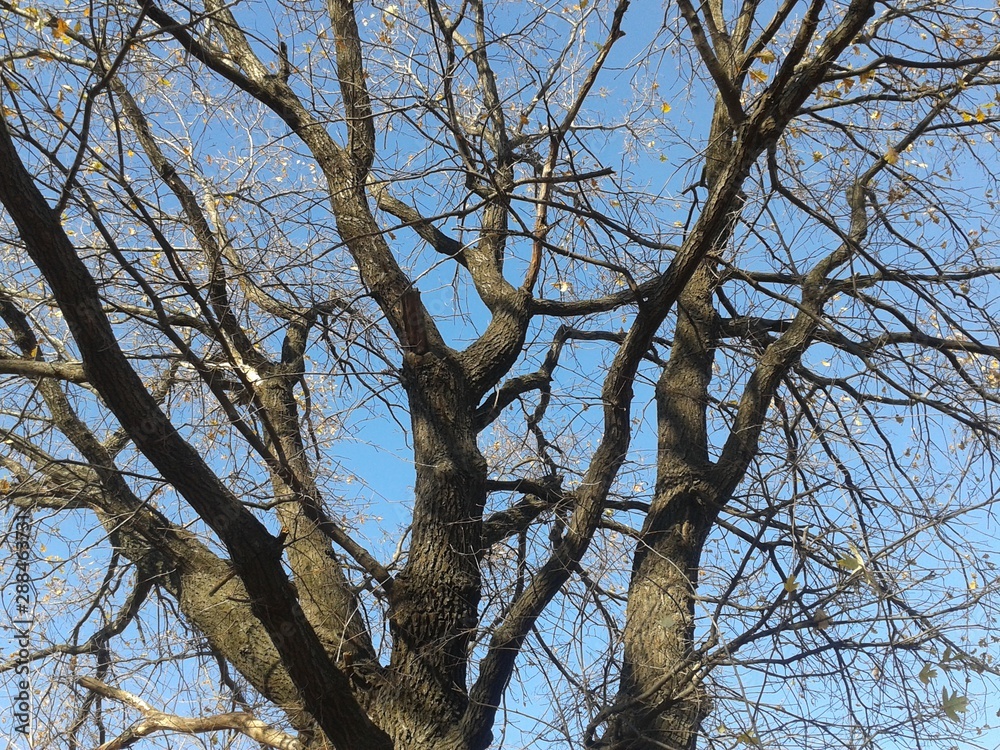 autumn, landscape .wood .tree, sky, nature autumn, landscape .wood .tree, sky, nature