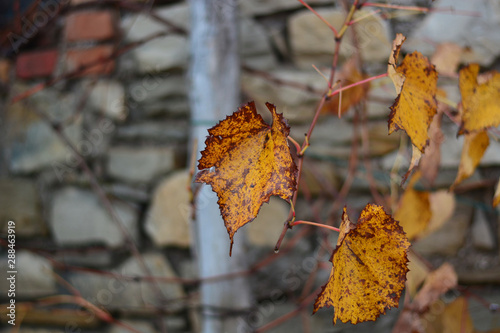 il giallo delle foglie autunnali photo