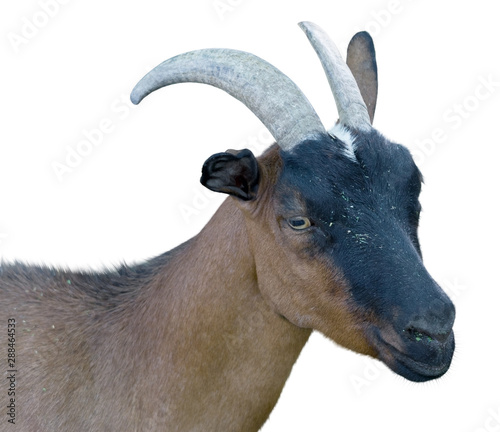Portrait of goat on white