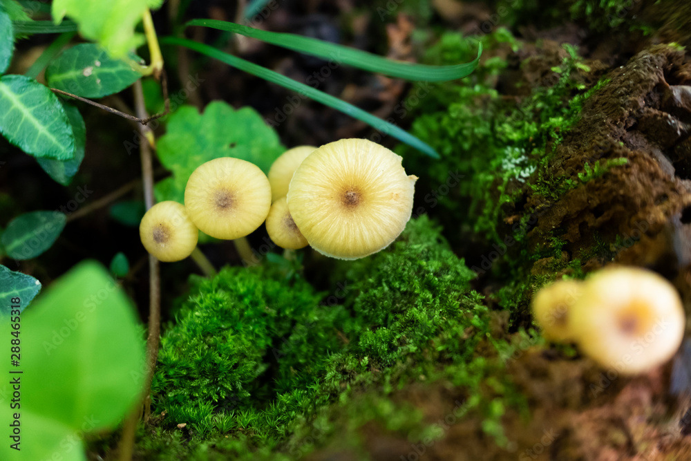 Small yellow mushrooms on the decayed tree trunk in a forest in summer. Small yellow mushrooms on the decayed tree trunk in a forest in summer.