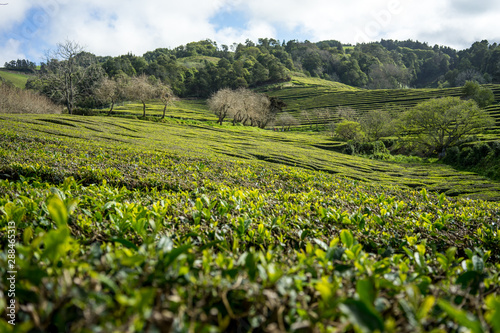 Azoren - Teeplantage bergauf