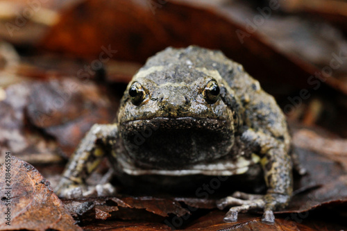 Banded bullfrog or Asian narrowmouth toads It also know chubby or bubble frog This frog is native to Southeast Asia, and usually lives on the forest floor and in rice fields. Central Java, Indonesia. photo