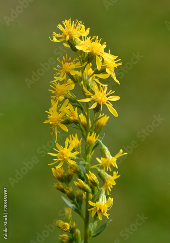 Goldrute, solidago, virgaurea, echte photo