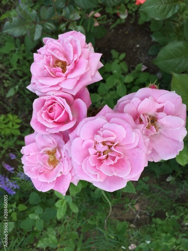 bouquet of pink roses