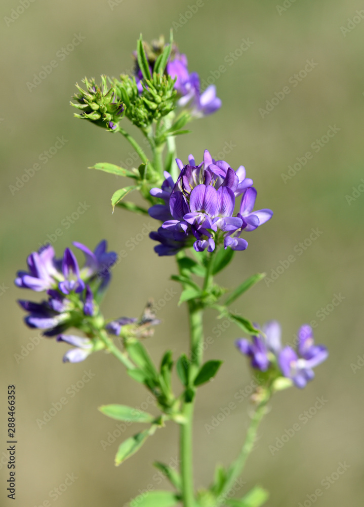 Fototapeta premium Luzerne, Medicago, sativa