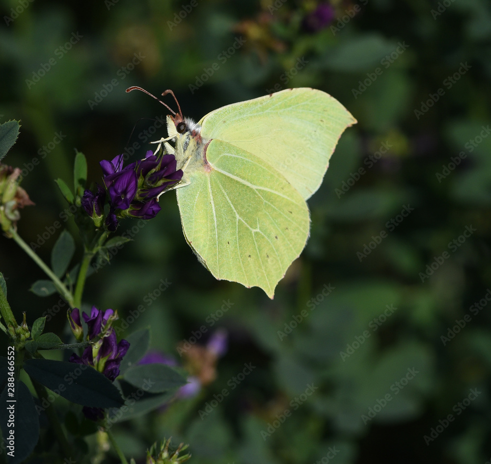 Zitronenfalter, Gonepteryx, rhamni Zitronenfalter, Gonepteryx, rhamni