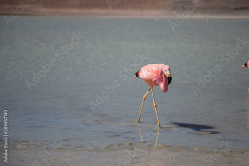 Pink flamingos on the Bolivian highlands