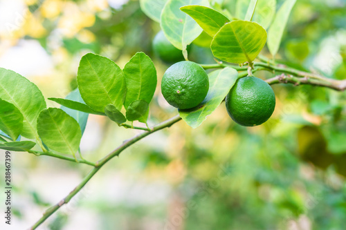 Wallpaper Mural Lime Green lemon on Tree Torontodigital.ca