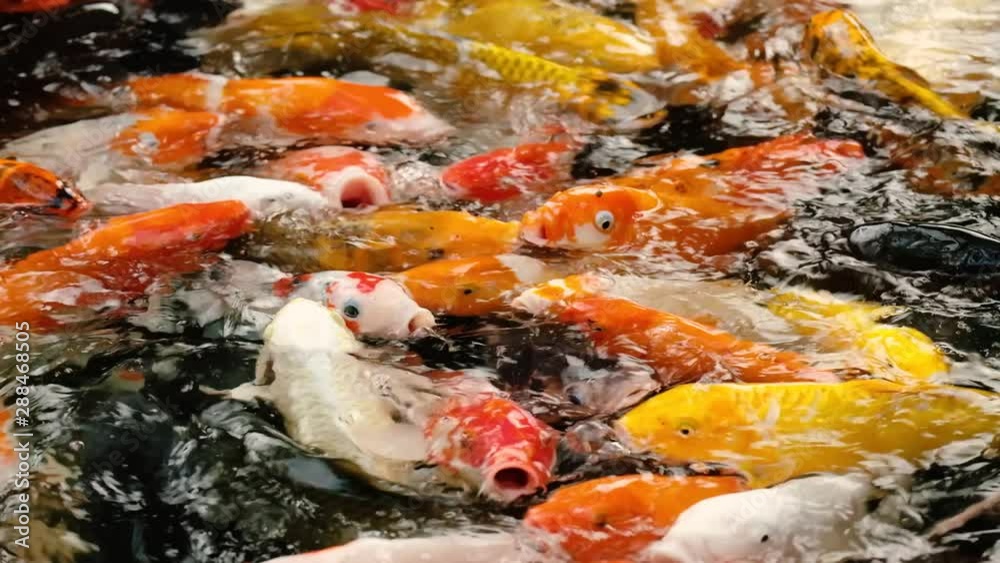 Koi fishes swimming in a water garden. Koi Fish swim in pond. Koi fishes swimming in a water garden. Koi Fish swim in pond.