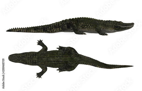 Crocodile Alligator Isolated