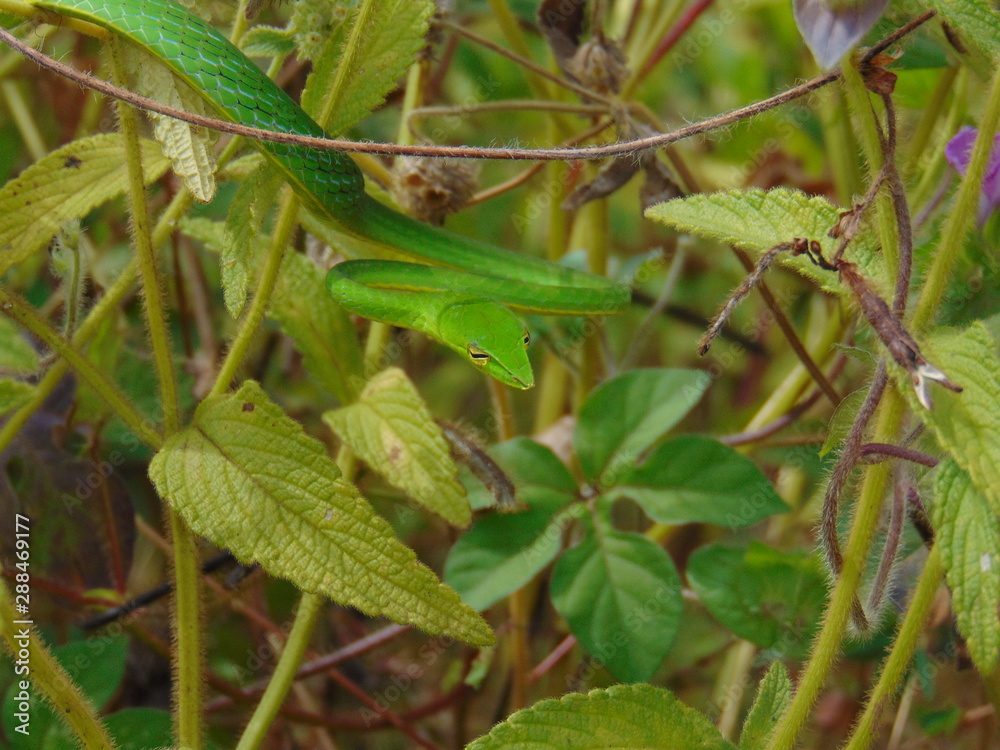 custom made wallpaper toronto digitalgrasshopper on a leaf