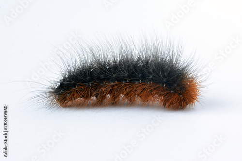 Black and orange hairy caterpillar of the garden tiger moth (Arctia caja).