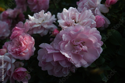 Fototapeta Naklejka Na Ścianę i Meble -  pink flowers in the garden