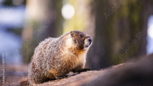Wild Marmot in Sequoia National Park