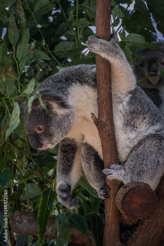 Koala grabbing food 