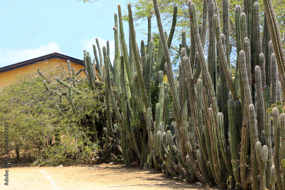 group of tall green cactus flowers in nature in Aruba island