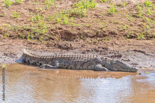 Large nile crocodile in the Levuvhu River