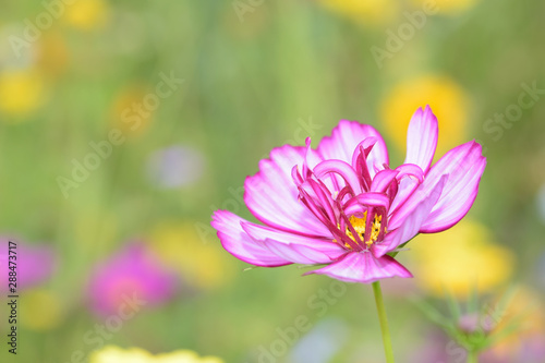 aufblühende cosmea vor unscharfem Hintergrund