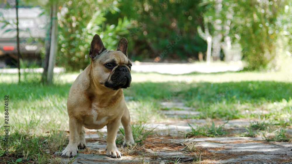 French bulldog walks in the garden