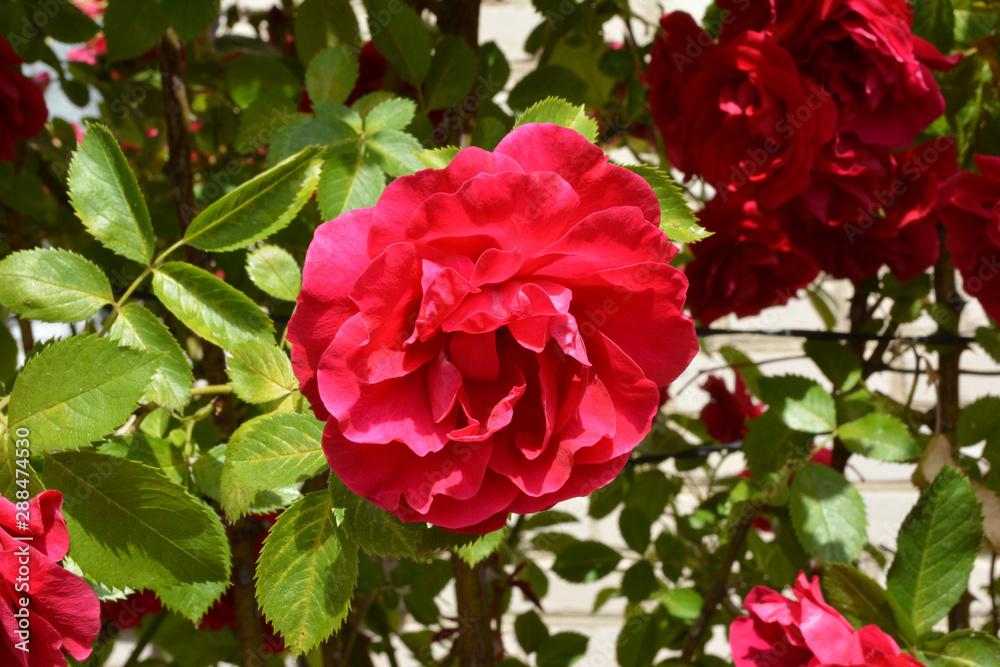 Flower of the red rose in the garden