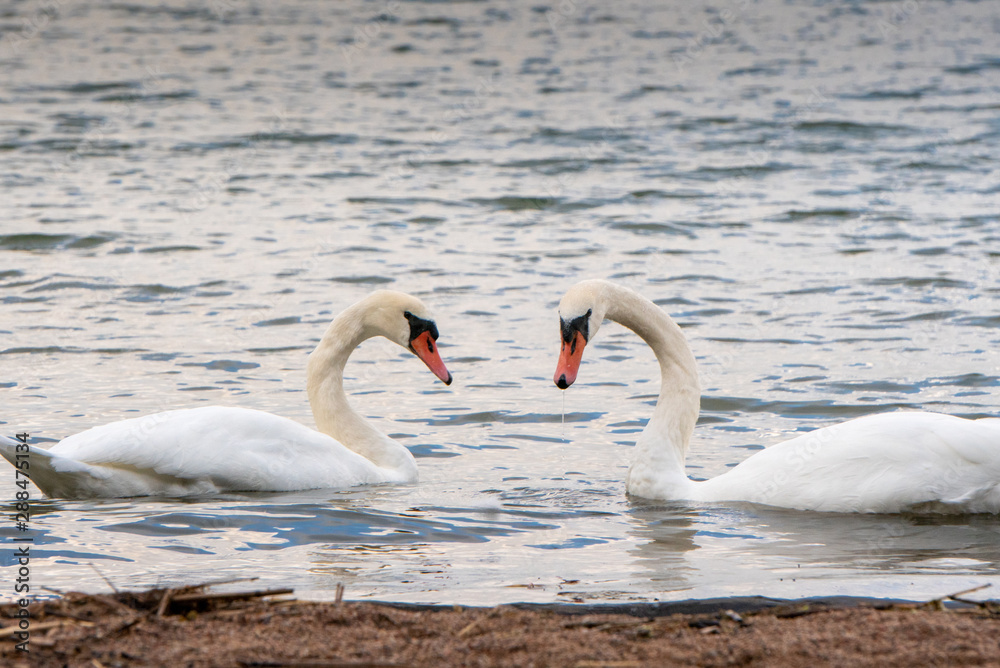 Fototapeta premium Swans swimming near the shore on a rainy September day.