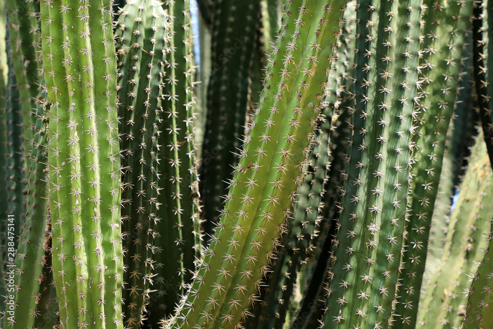 Macro image of textured surface of cactus flower in Aruba island Macro image of textured surface of cactus flower in Aruba island