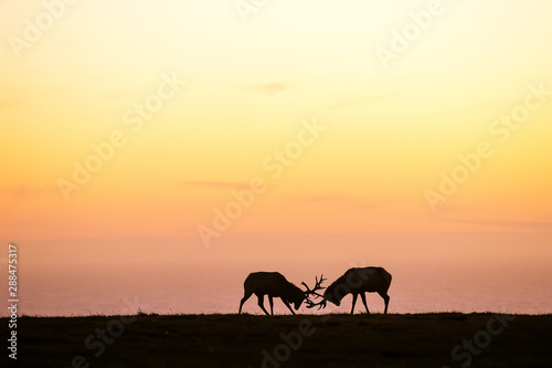 silhouette of deer on beautiful sky background © Maygutyak