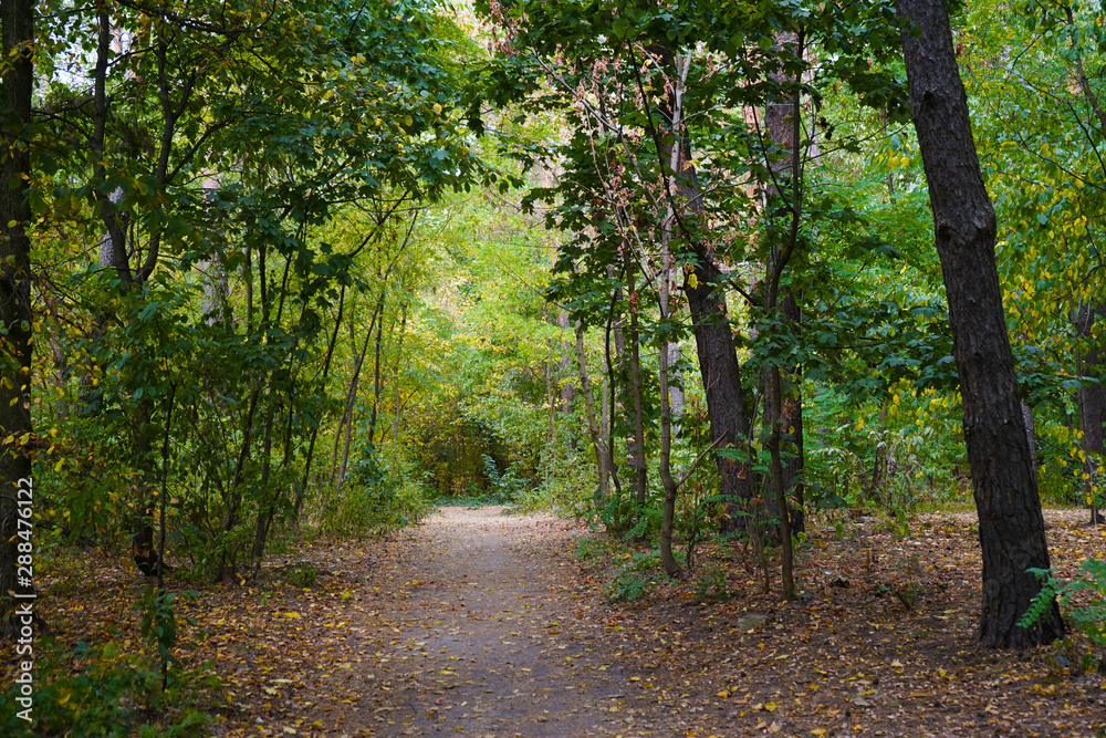 Fototapeta premium Landscape in the forest at the beginning of autumn, yellow and green leaves. selective focus 