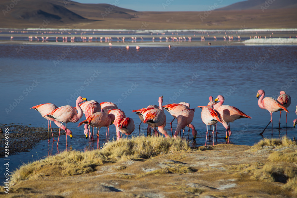 Fototapeta Pink flamingos on the Bolivian highlands