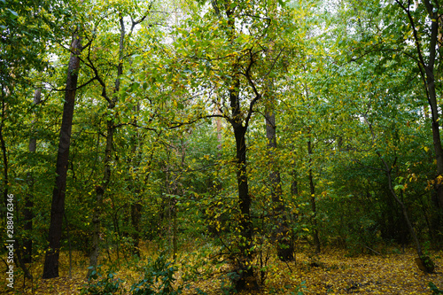 Landscape in the forest at the beginning of autumn, yellow and green leaves. selective focus  © dobrik72